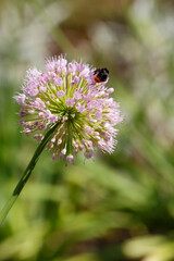 Allium rotundum in garden. Growing bulbous plants in the garden. Honey plants in the garden. Bees on flowers