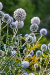 Obraz premium Echinops sphaerocephalus is the honey plant
