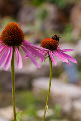 Bumblebee on purple flower of Echinacea purpurea
