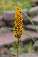 Blossom of Ligularia in garden