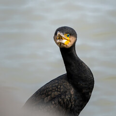 Great cormorant