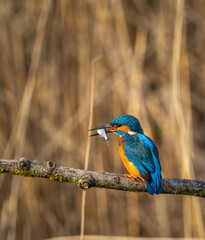 kingfisher on a branch