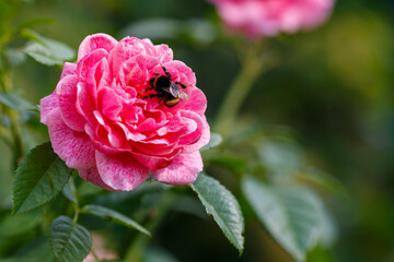 Beautiful rose in garden. Bumblebee on pink rose.