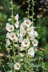 Blooming Group of malva plant in garden. Malva belongs to the genus of herbaceous plants of the Malvaceae family (Malvaceae)