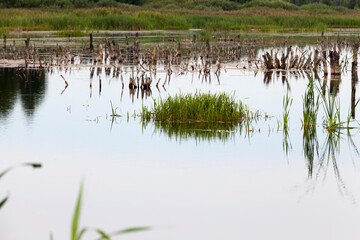 a lake with different plants