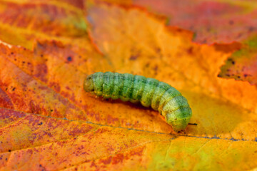 A green caterpillar crawls over yellow leaves.