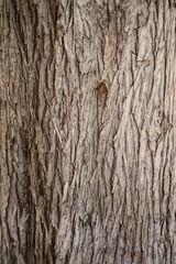 Obraz premium Corteza 2