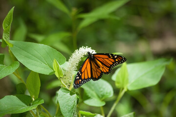 Butterfly on a white flower