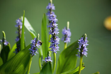 Blue flowers in the sunshine