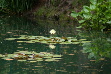 White and Yellow Water Lily
