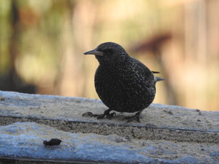 oiseau