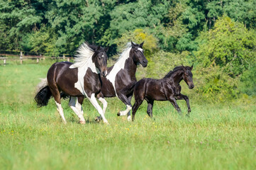 Three horses, warmblood horse baroque type, barock pinto, a cute 3 month old foal, barock black, running together with its dam and 2 years old sister, in a green grass meadow, Germany  - Powered by Adobe