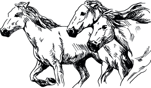 Hand sketch of running horses. Vector illustration.