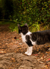 gato negro con manchas blancas, gatito pequeño, arbustos, gato en camino en el bosque, felino 