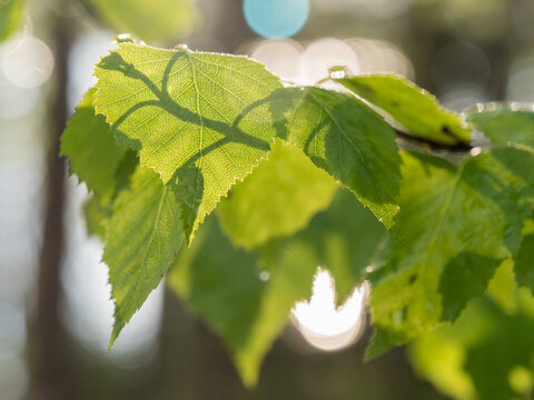 Birch leaves in forest with backlight