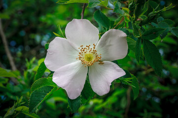 Beautiful white Magnolia Kobus flower in spring