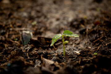 Young plant growing on soil with drop water on leaf. Green sprout growth for saving energy for earth day concept