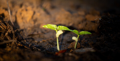 Earth day concept. Renewable energy for future. Sustainable resources. Plant management or environment symbol.
