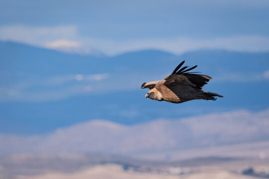 Vuelo de buitre leonado - Murcia, Espa&radic;&plusmn;a
