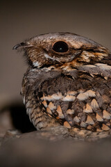 Retrato de Chotacabras cuellirrojo - Murcia, España