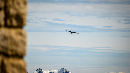 Condor Andino over the Andes
