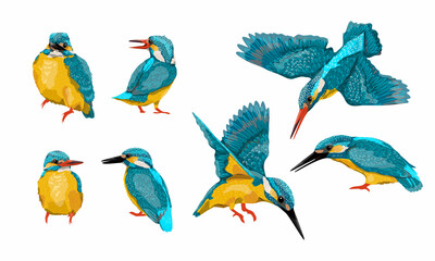 A set of common kingfisher Alcedo atthis birds in different poses. Kingfishers sit on a branch or the ground, fly and hunt. Wild birds of Eurasia and North America. Realistic vector bird