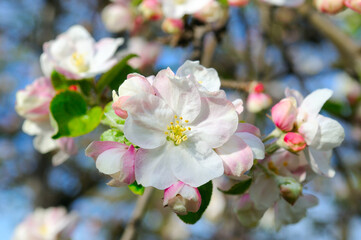 white and pink apple tree flowers in full bloom and clear blue sky in a garden in a sunny spring day