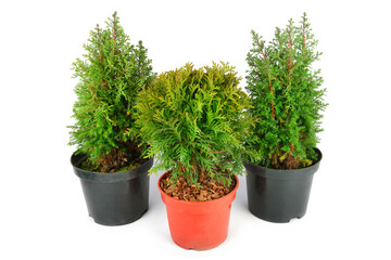 Little thuja and cypress in flower pots isolated on white .
