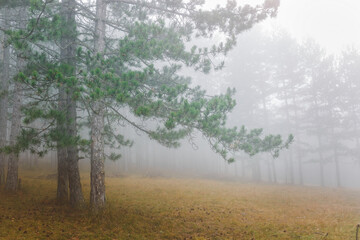 Fototapeta na wymiar Morning fog at high mountain forest. Misty forest of pine trees on the mountains. Selective focus