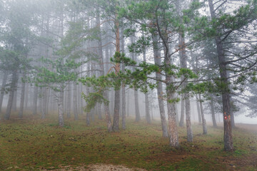 Mountain Pine Forest With Fog In Autumn. Selective focus