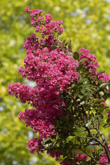 Obraz premium Lagerstroemia 