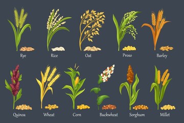 Grass cereal crops, agricultural plant vector illustration. Cereal plants of rice, wheat, corn, rye, barley, millet, buckwheat, sorghum, oat, quinoa and proso. Set heap grains seeds, farm crop harvest - obrazy, fototapety, plakaty