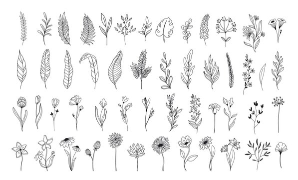 Line art floral elements. Outline foliage natural leaves herbs. Set hand drawn flower botanical vector illustration.