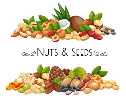 Nuts, seeds and grains horizontal banners. Macadamia, almond, corn nuts, nutmeg, cashew, coconut, chestnuts or chufa tigernuts. Cola nut, peanut, sunflower seeds and pistachio. Vector illustration