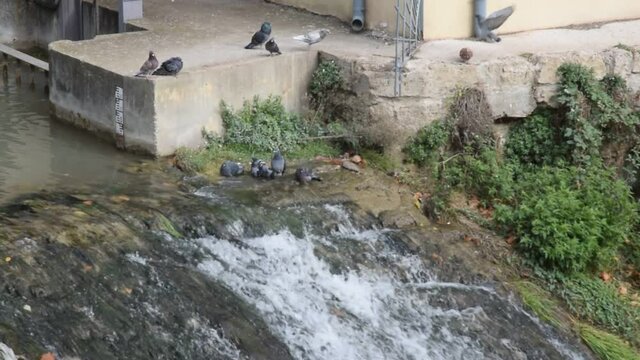 Narbonne, Aude, Languedoc, Occitanie : pigeons se baignant dans le d&eacute;versoir du canal de la Robine, en centre-ville.