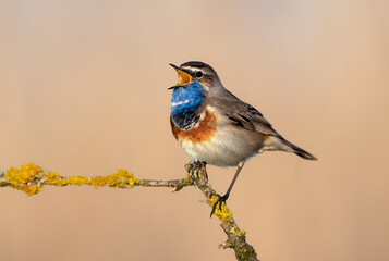 Bluethroat bird close up ( Luscinia svecica )