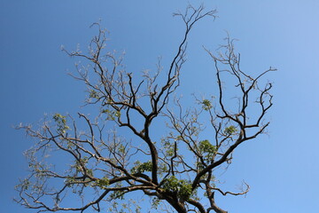 tree branches against blue sky