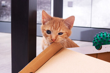 Little kitten gnaws a box close up