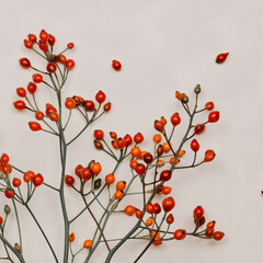 Hawthorn branches on a white background. Autumn berries Natural colors. Red fruits on the branches. Autumn berry fruits