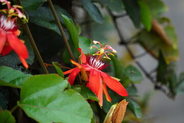 Passiflora coccinea (scarlet passion flower, red passion flower, Granadila merah) on the tree. . It produces edible fruit.