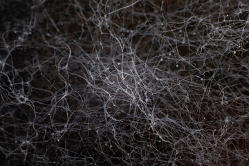 abstraction background black neural network. Filaments of black and white mold close-up
