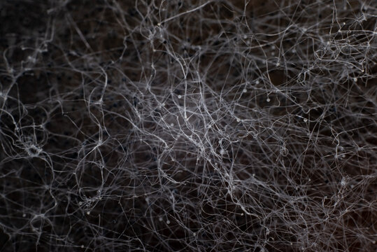 abstraction background black neural network. Filaments of black and white mold close-up