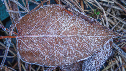 old brown fallen leaves covered with frost, wallpaper background