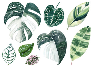Tropical leaves watercolor hand drawn set with monstera, anthurium, fittonia greenery. Clipart for wedding invitations, save the date cards, birthday cards, stickes.