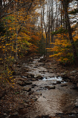 Fall autumn foliage during October