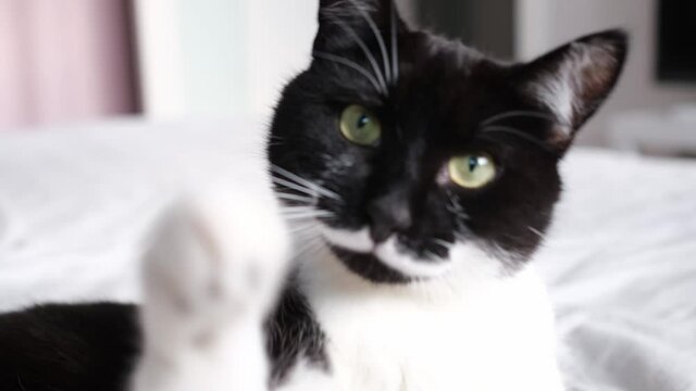 Close-up portrait of a gorgeous black and white cat looking at the camera, grabbing the camera with its paw. Playful black kitten with white chest and mustache. World cat day. 4k, slow motion.