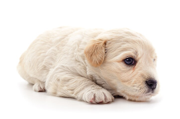 White little puppy is lying.