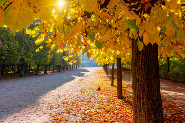 Autumn foliage in Vienna park, Austria