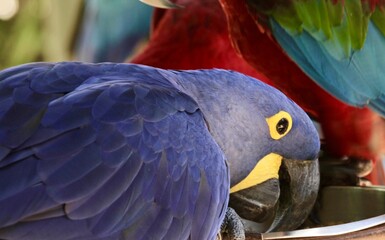 The Blue Macaw is covered with vibrant blue feathers. Inhabits open areas of tropical regions of Brazil, Paraguay and Bolivia. Currently this species is threatened with extinction