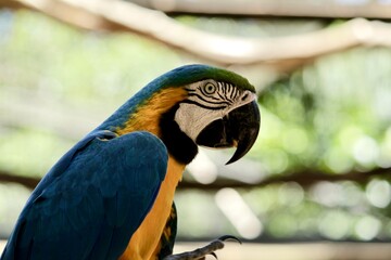 Blue-and-yellow Macaw, Ara ararauna. Measures about 80 centimeters in length. Large and long-tailed. Unmistakable and striking ultramarine blue coloring on the back, and golden yellow on the underside